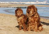 CAVALIER KING CHARLES & KING CHARLES 030